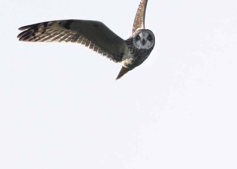 carole reboul oiseaux rapaces hibou marais