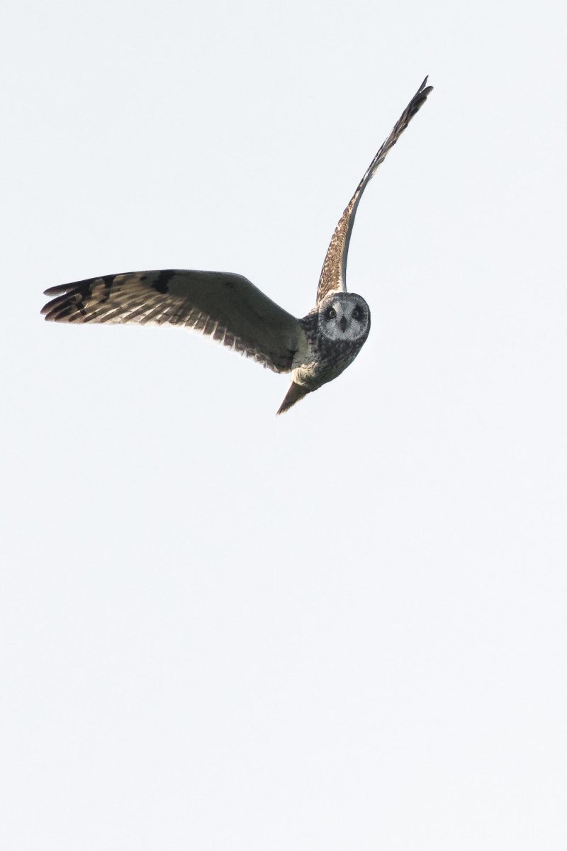 carole reboul oiseaux rapaces hibou marais