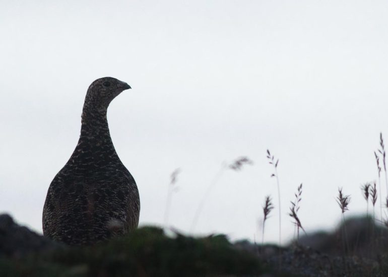 carole reboul oiseaux rencontre islande