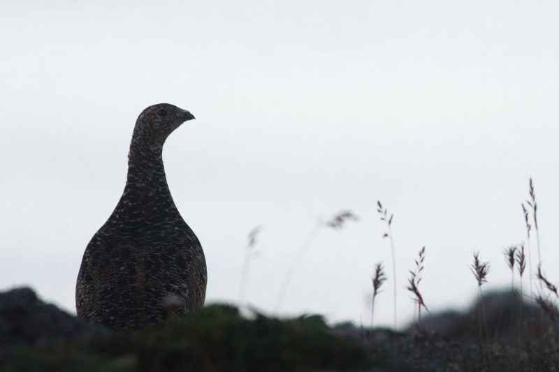 carole reboul oiseaux rencontre islande