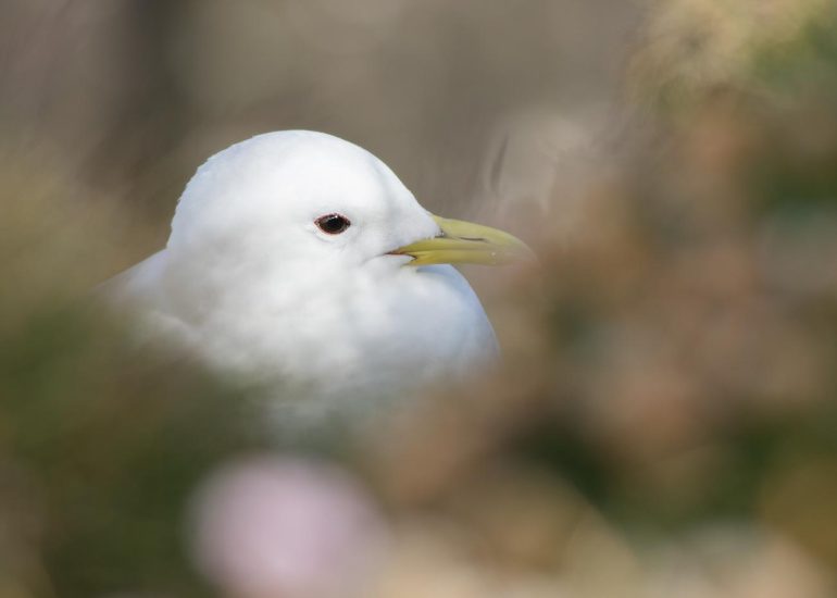 carole reboul oiseaux rencontre islande