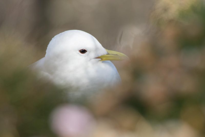 carole reboul oiseaux rencontre islande