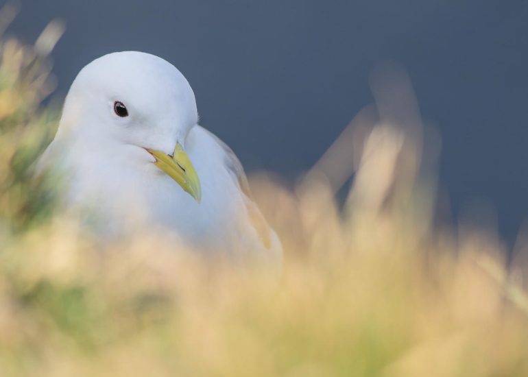 carole reboul oiseaux rencontre islande