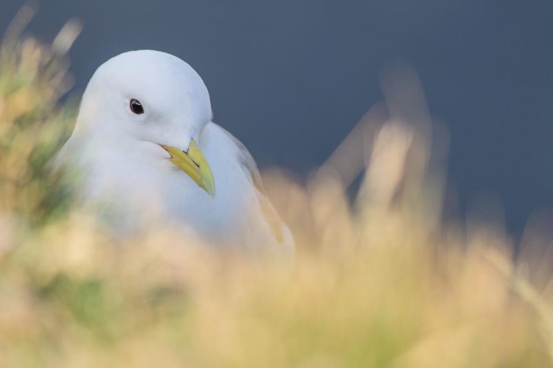 carole reboul oiseaux rencontre islande