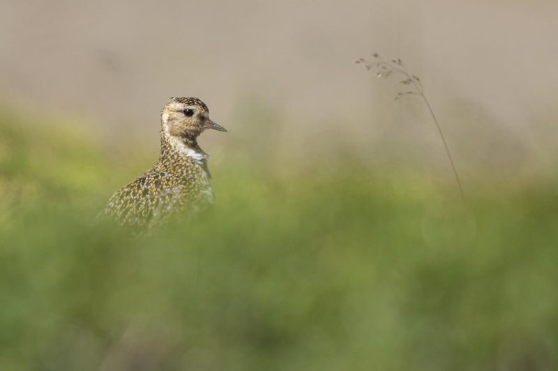carole reboul oiseaux rencontre islande