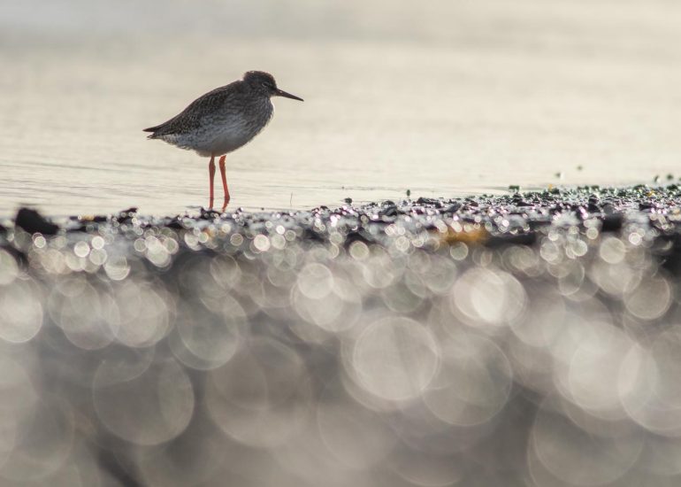 carole reboul oiseaux rencontre islande