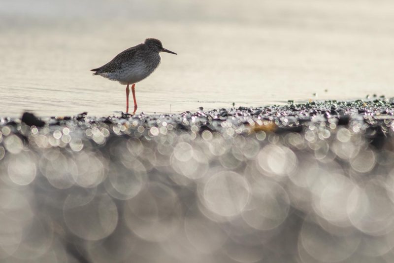 carole reboul oiseaux rencontre islande