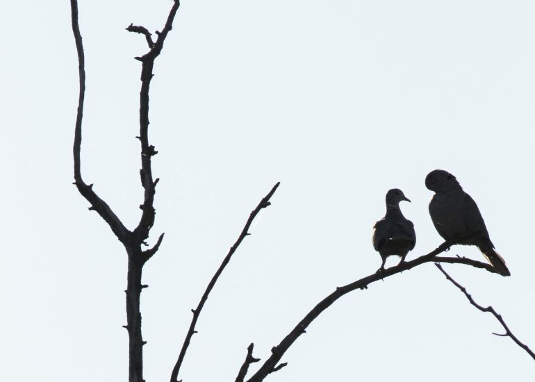 carole reboul oiseaux rencontre islande