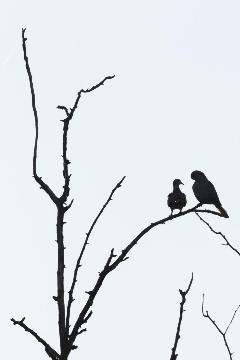 carole reboul oiseaux rencontre islande