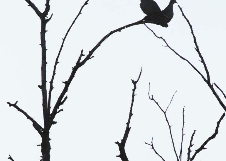carole reboul oiseaux rencontre islande