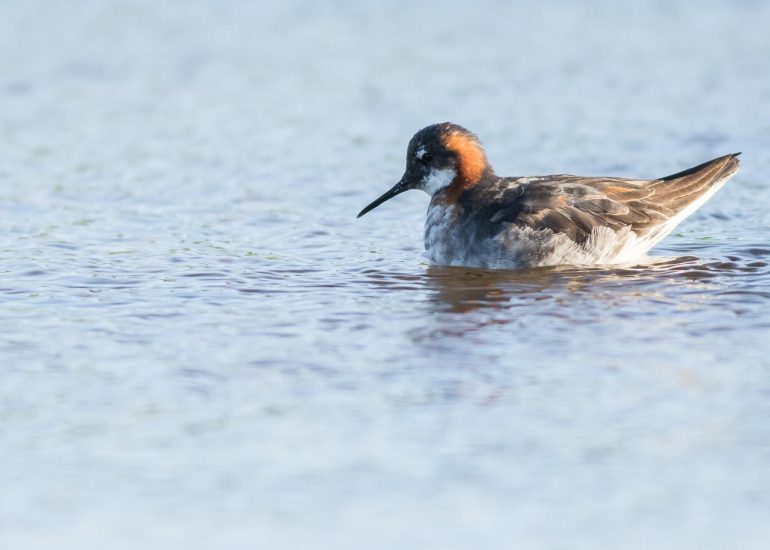 carole reboul oiseaux rencontre islande