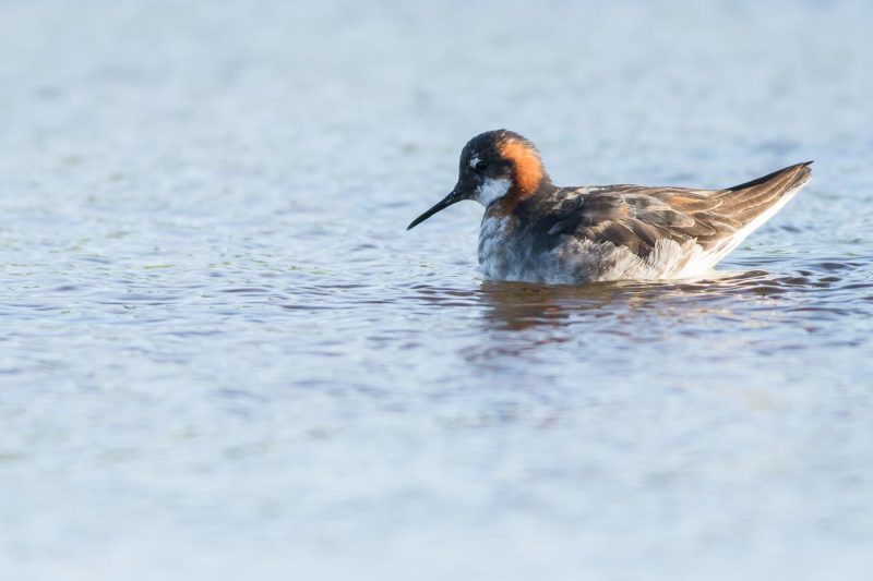 carole reboul oiseaux rencontre islande