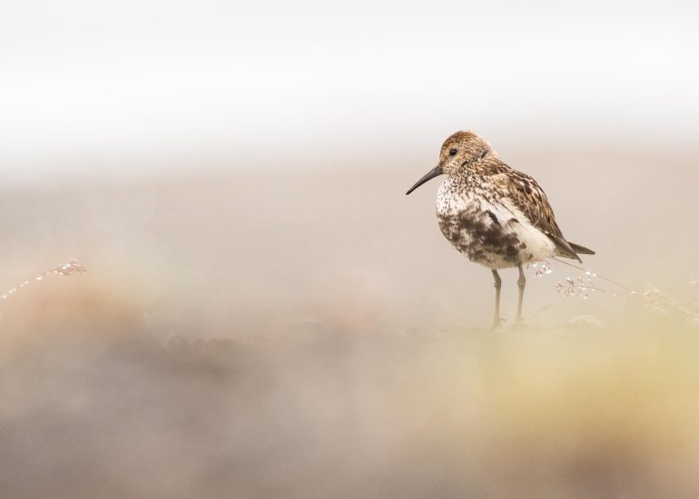 carole reboul oiseaux rencontre islande