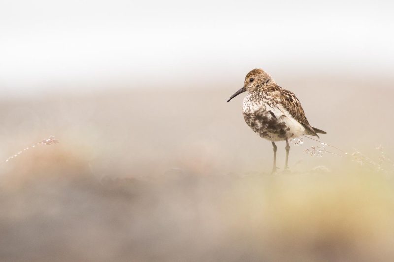 carole reboul oiseaux rencontre islande
