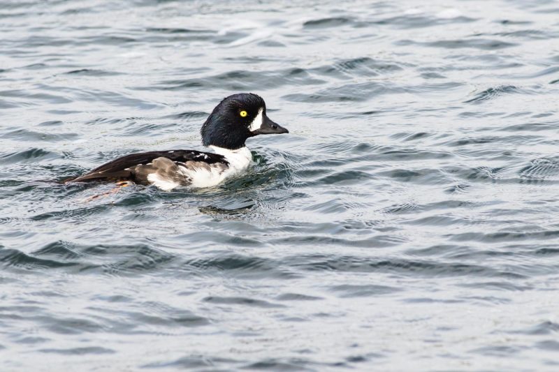 carole reboul oiseaux rencontre islande