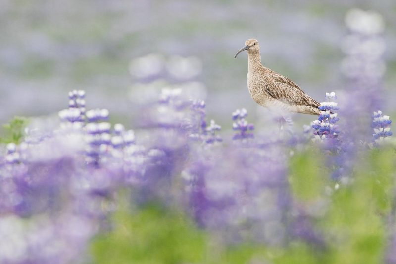 carole reboul oiseaux rencontre islande