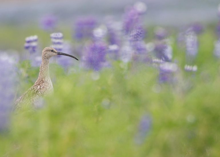 carole reboul oiseaux rencontre islande