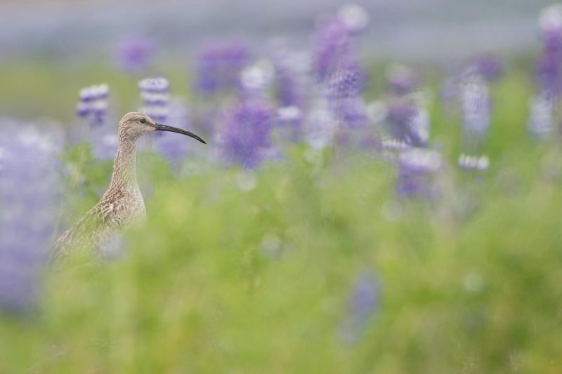 carole reboul oiseaux rencontre islande