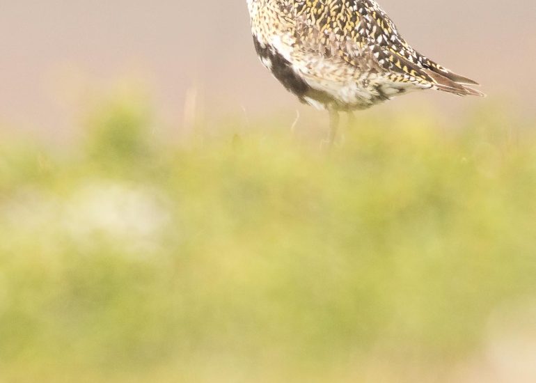 carole reboul oiseaux rencontre islande