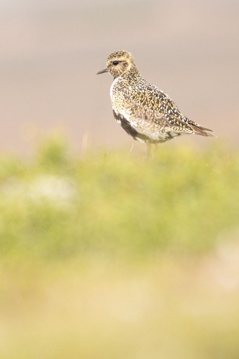 carole reboul oiseaux rencontre islande