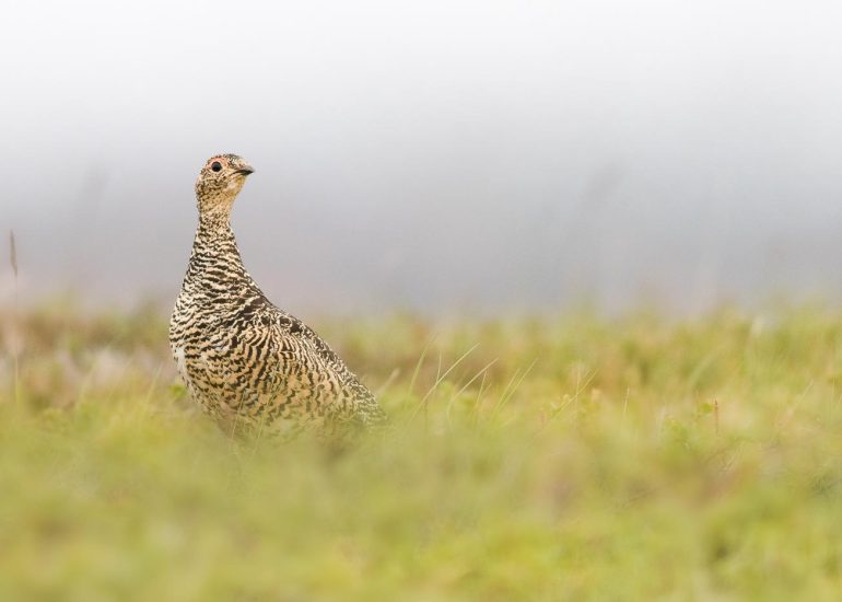 carole reboul oiseaux rencontre islande