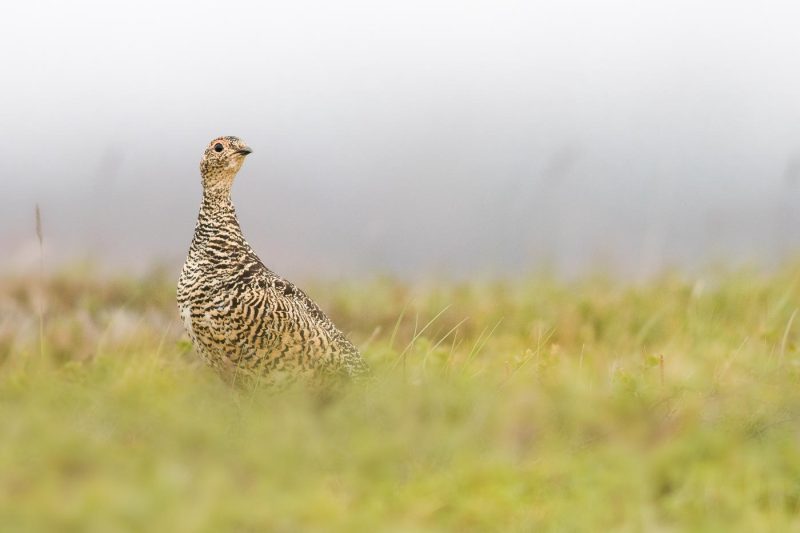 carole reboul oiseaux rencontre islande