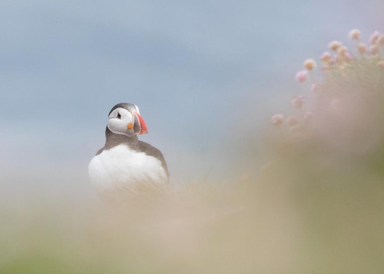 carole reboul oiseaux macareux islande