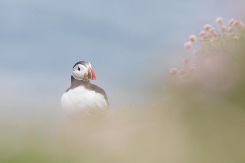 carole reboul oiseaux macareux islande