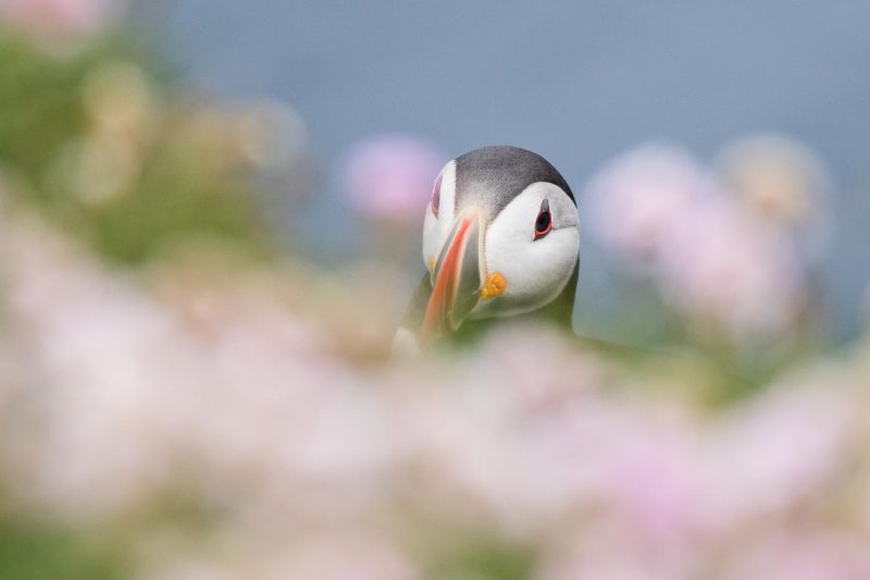 carole reboul oiseaux macareux islande