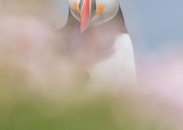 carole reboul oiseaux macareux islande