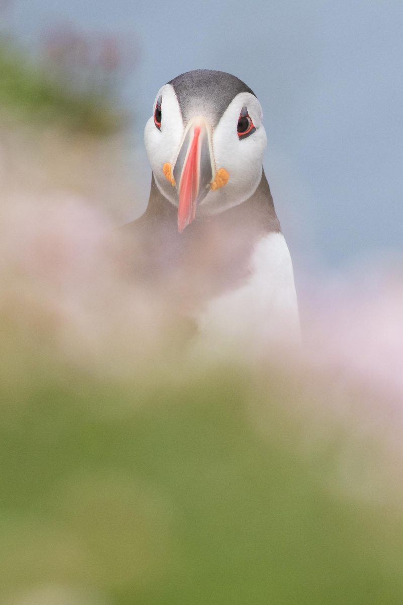 carole reboul oiseaux macareux islande