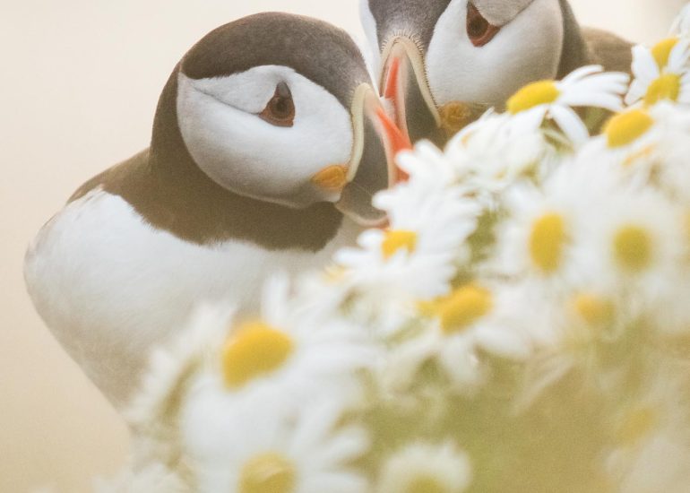 carole reboul oiseaux macareux islande