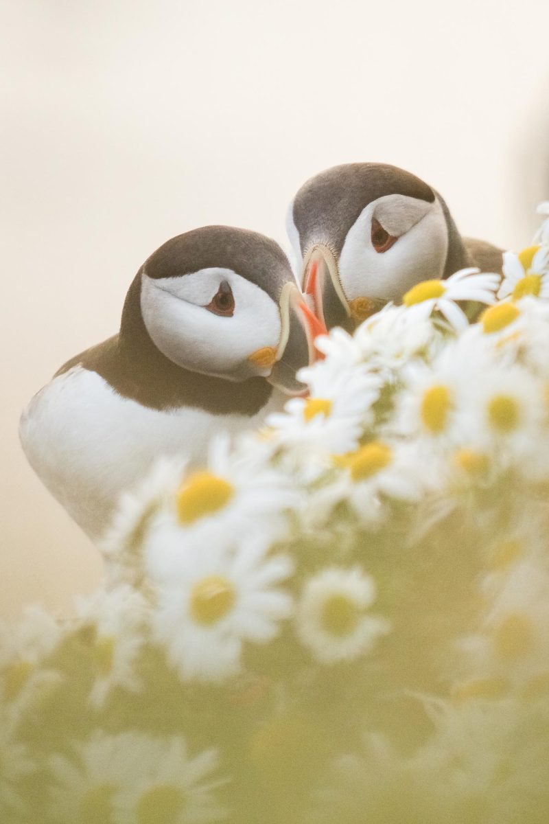 carole reboul oiseaux macareux islande