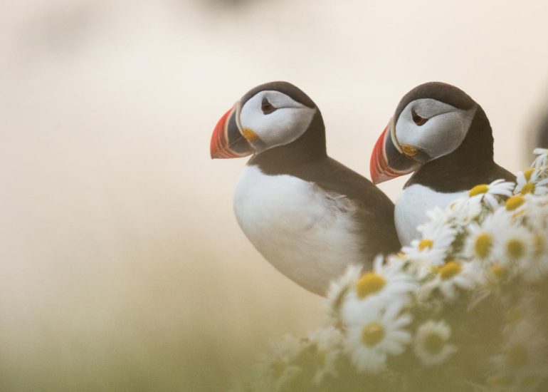 carole reboul oiseaux macareux islande