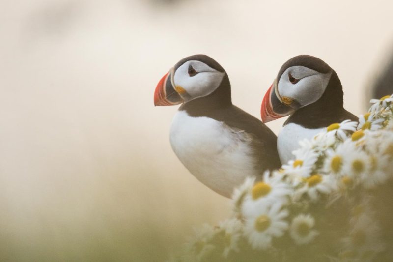 carole reboul oiseaux macareux islande