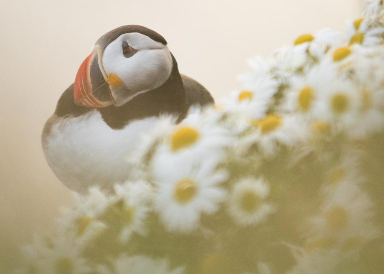 carole reboul oiseaux macareux islande