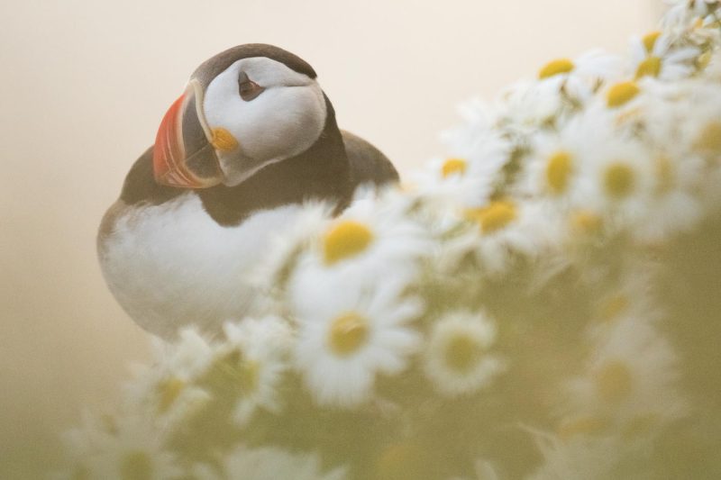carole reboul oiseaux macareux islande