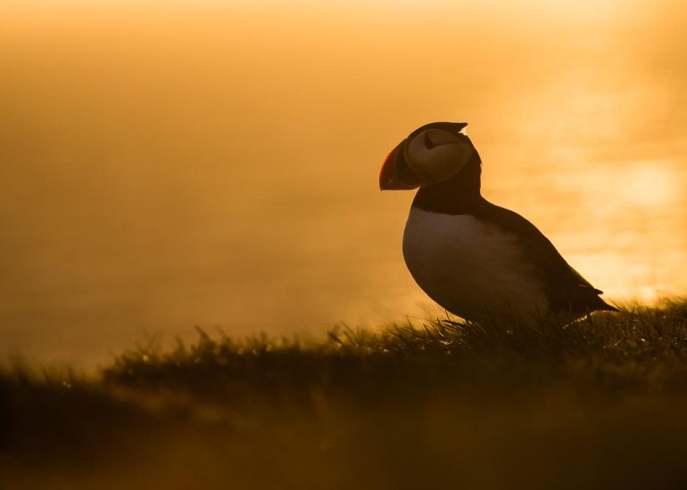 carole reboul oiseaux macareux islande