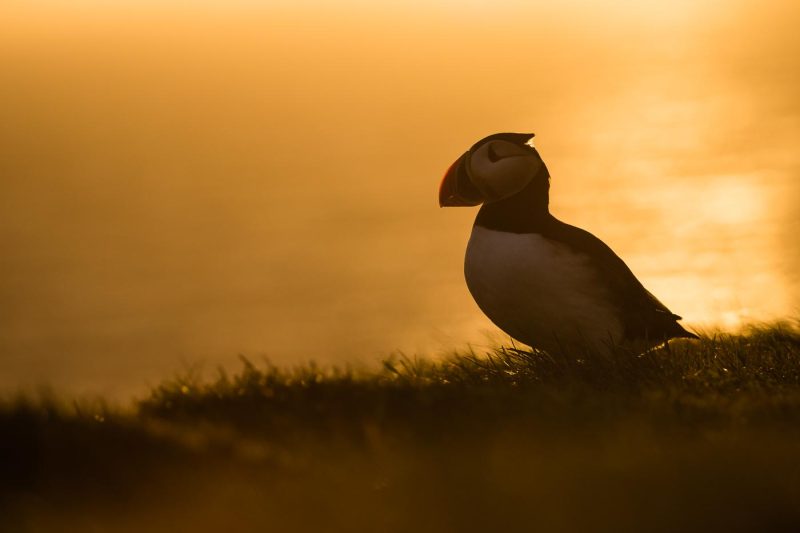 carole reboul oiseaux macareux islande