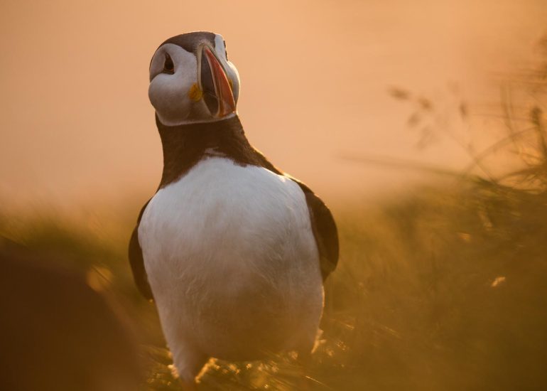 carole reboul oiseaux macareux islande