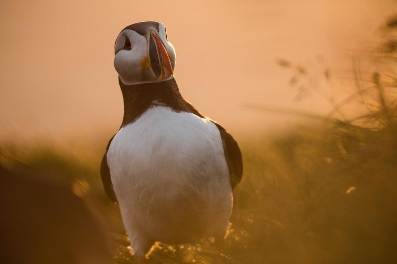 carole reboul oiseaux macareux islande