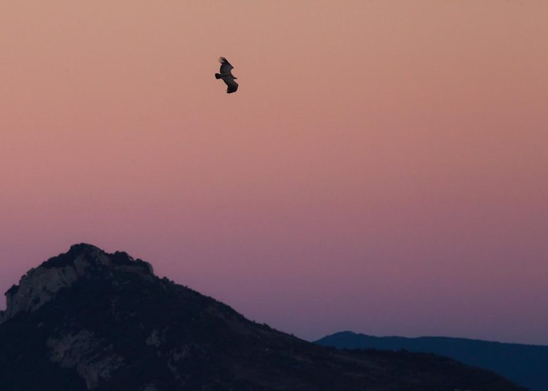 carole reboul oiseau rapace vautour fauve
