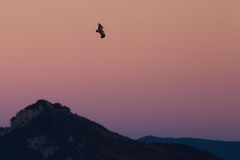 carole reboul oiseau rapace vautour fauve