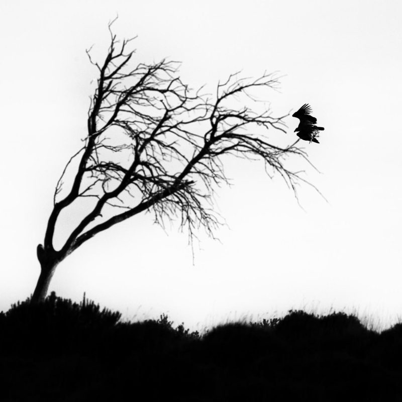 carole reboul oiseau rapace vautour fauve