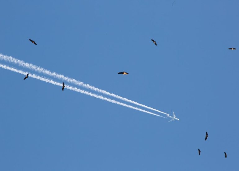 carole reboul oiseau rapace vautour fauve