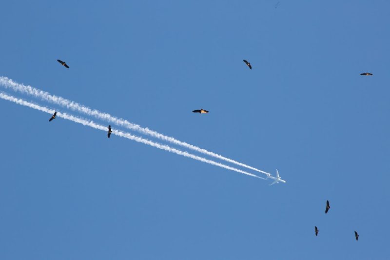 carole reboul oiseau rapace vautour fauve