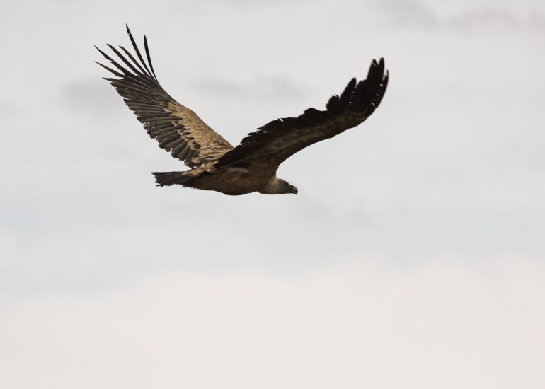 carole reboul oiseau rapace vautour fauve