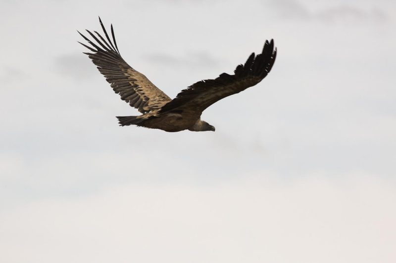 carole reboul oiseau rapace vautour fauve