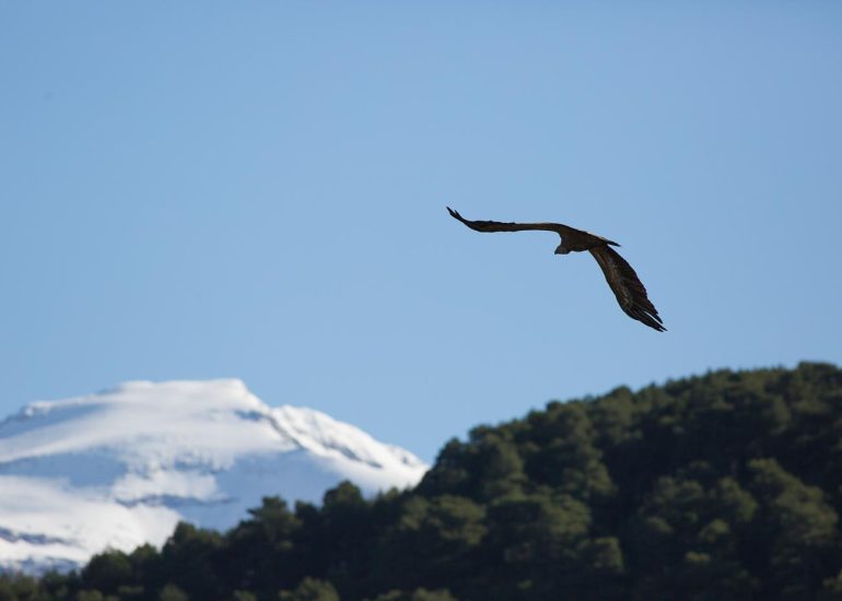 carole reboul oiseau rapace vautour fauve
