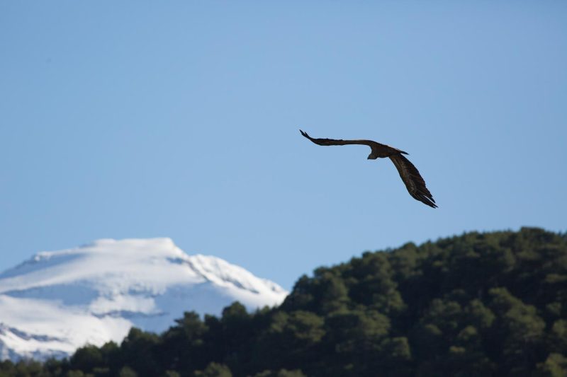 carole reboul oiseau rapace vautour fauve